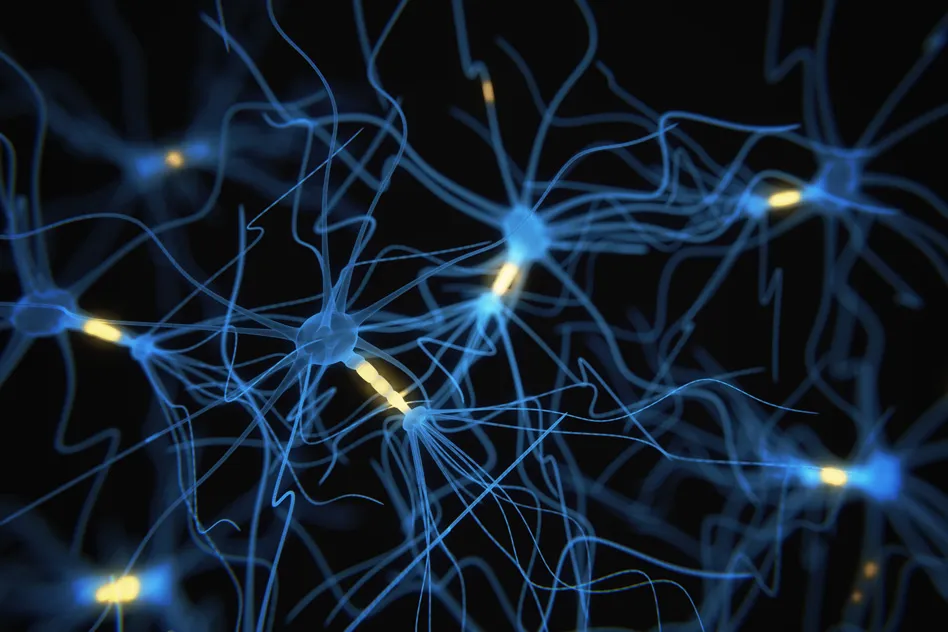 Neurons
